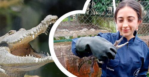 Cazadora del ADN de los cocodrilos del Orinoco obtuvo premio internacional